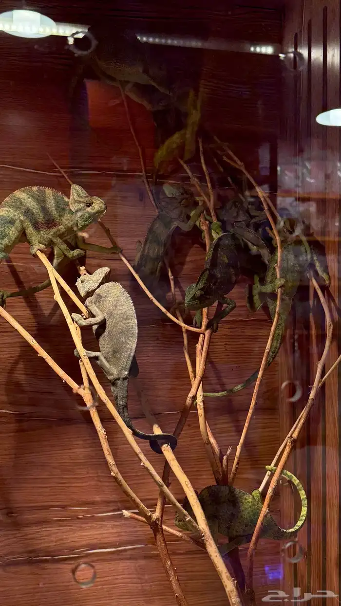 حرباء كاميليون 4