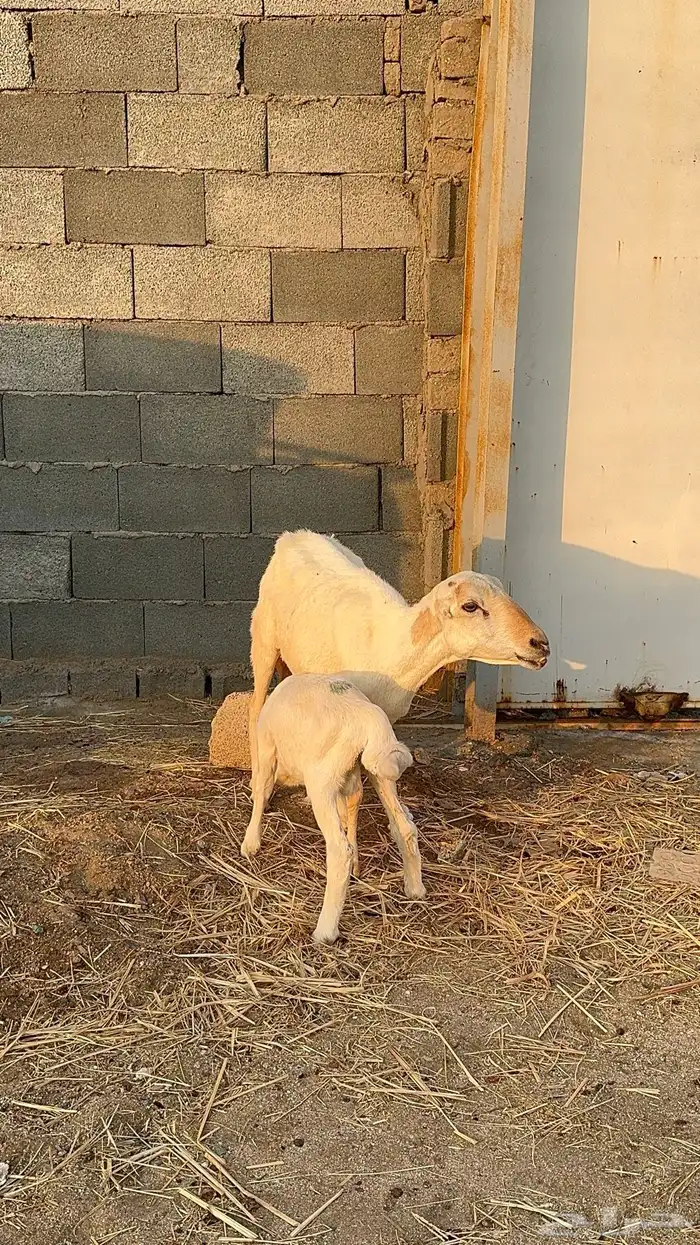 نعجة رفيدية تحتها طلي 7