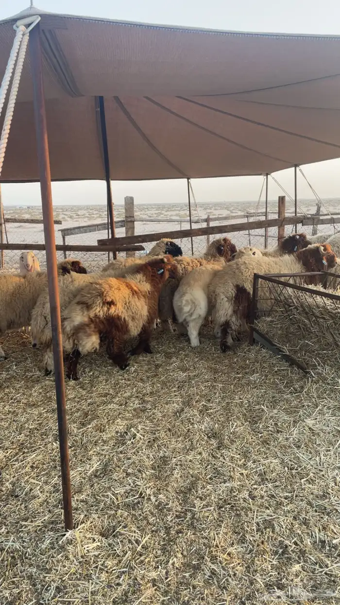 ذبايح نعيم طيبه للبيع تفريد او جمله 1