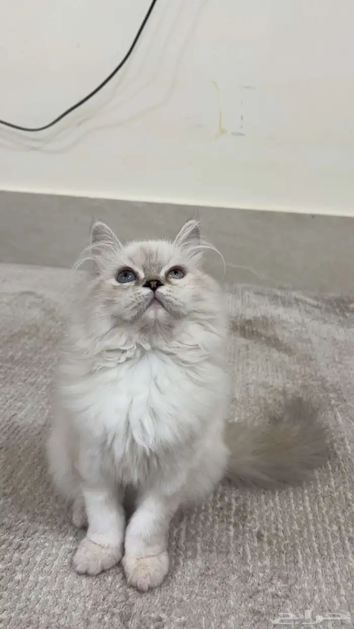 قطو للبيع شيرازي 2