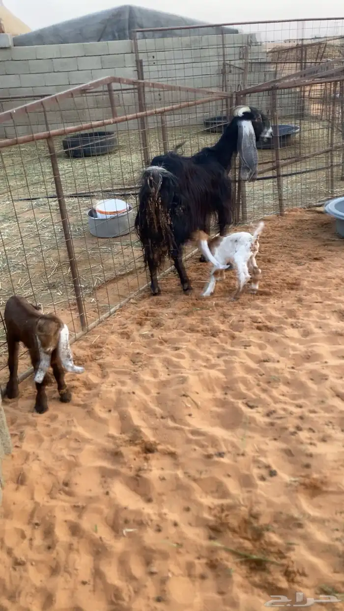 عنز والد معزى 3