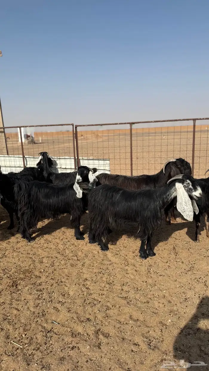 معزاء دفيع 4