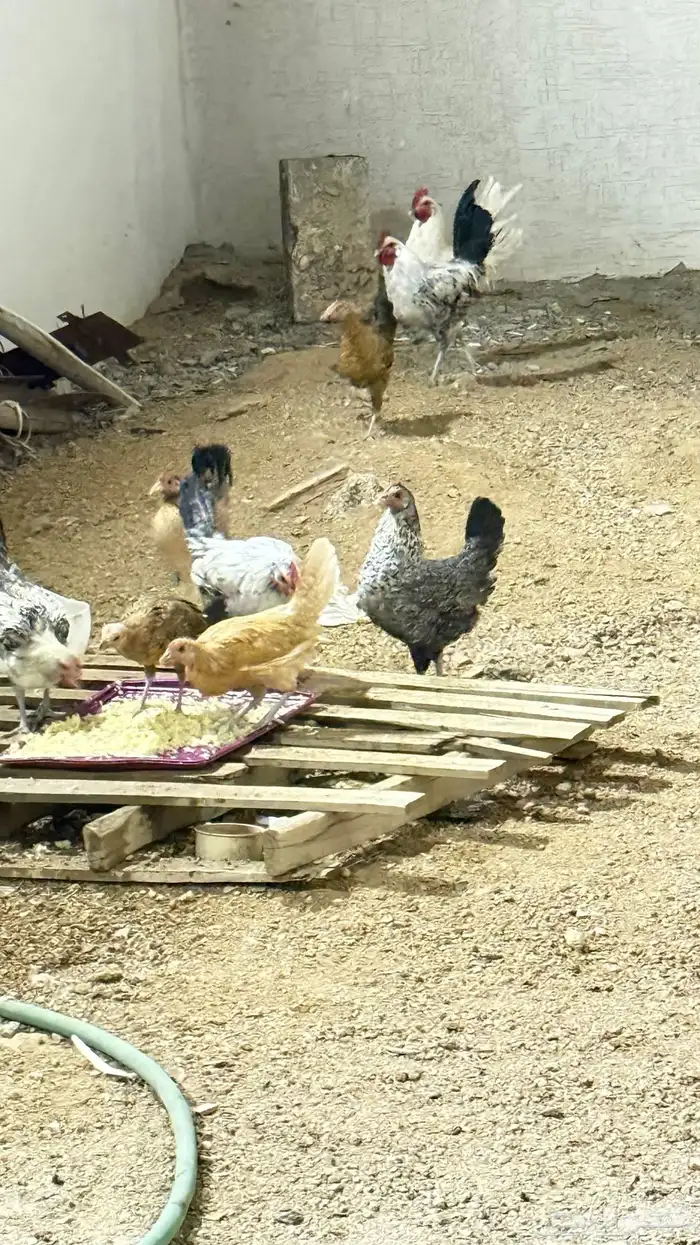 دجاج للبيع 5