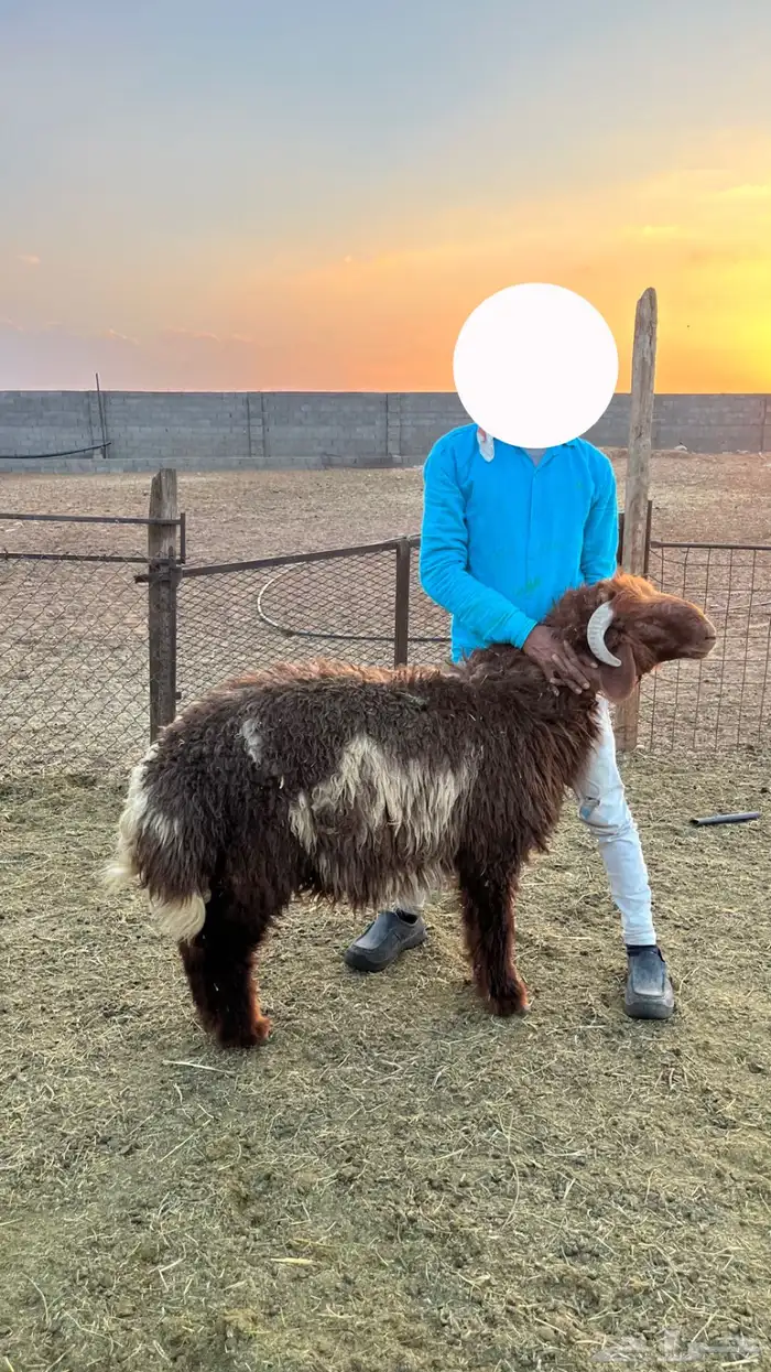 خرفان نعيمي 4