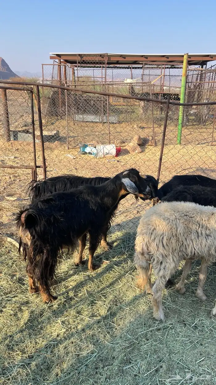 غنم للبيع 1