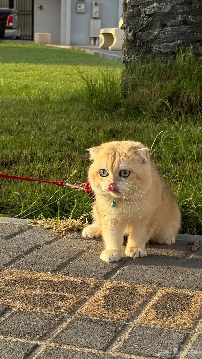 قط تربل فولد للتزاوج 4