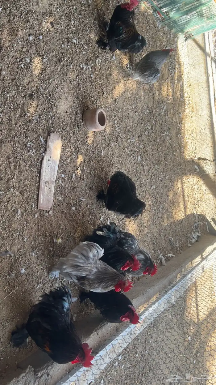 للبيع ديوك رومي و كوشن و وز عراقي 11