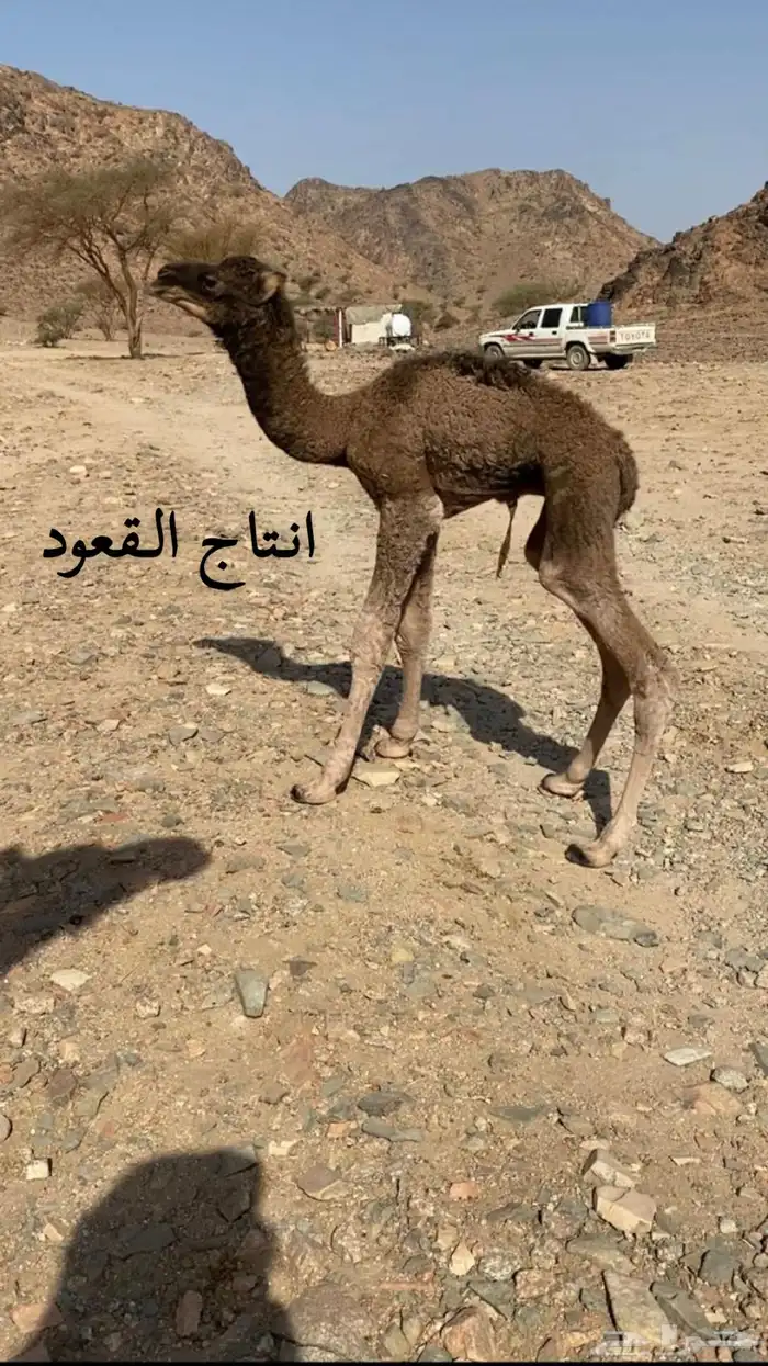 قعود مزيون للبيع 2