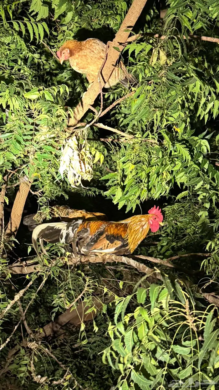 دجاج بلدي العدد 24يزيد ينقص 0