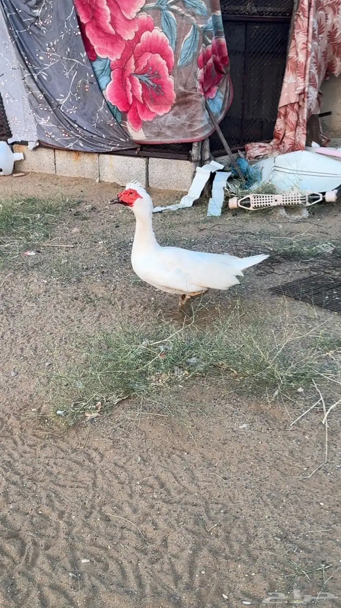 السلام عليكم بط بلدي للبيع 1