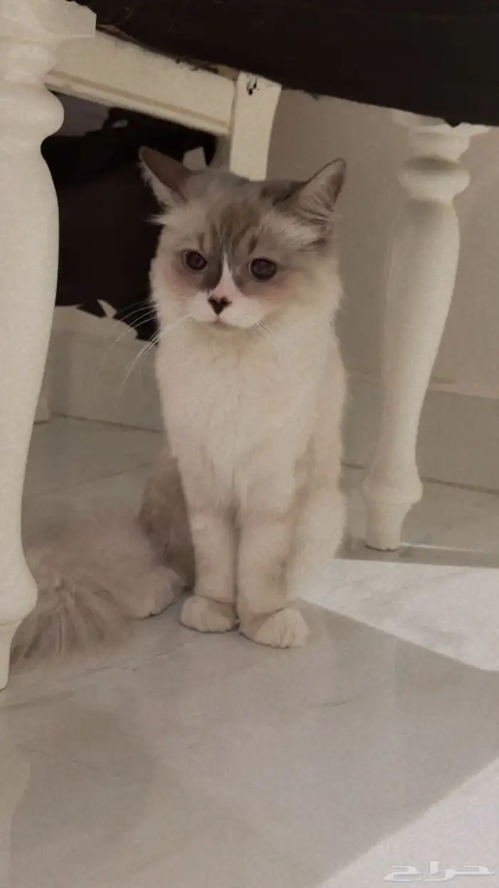 كادي قطه للتبني عمرها سنه لطيفه وهاديه جدا  جيزان صبياء 0