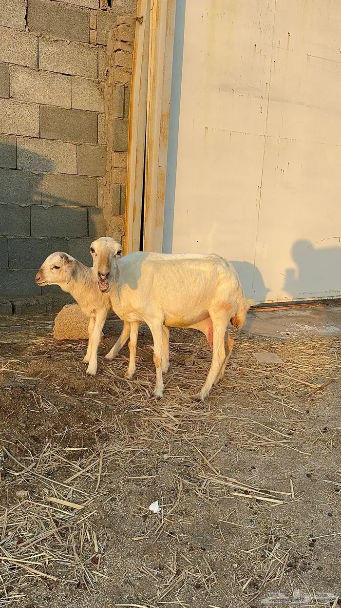 نعجة رفيدية تحتها طلي 3