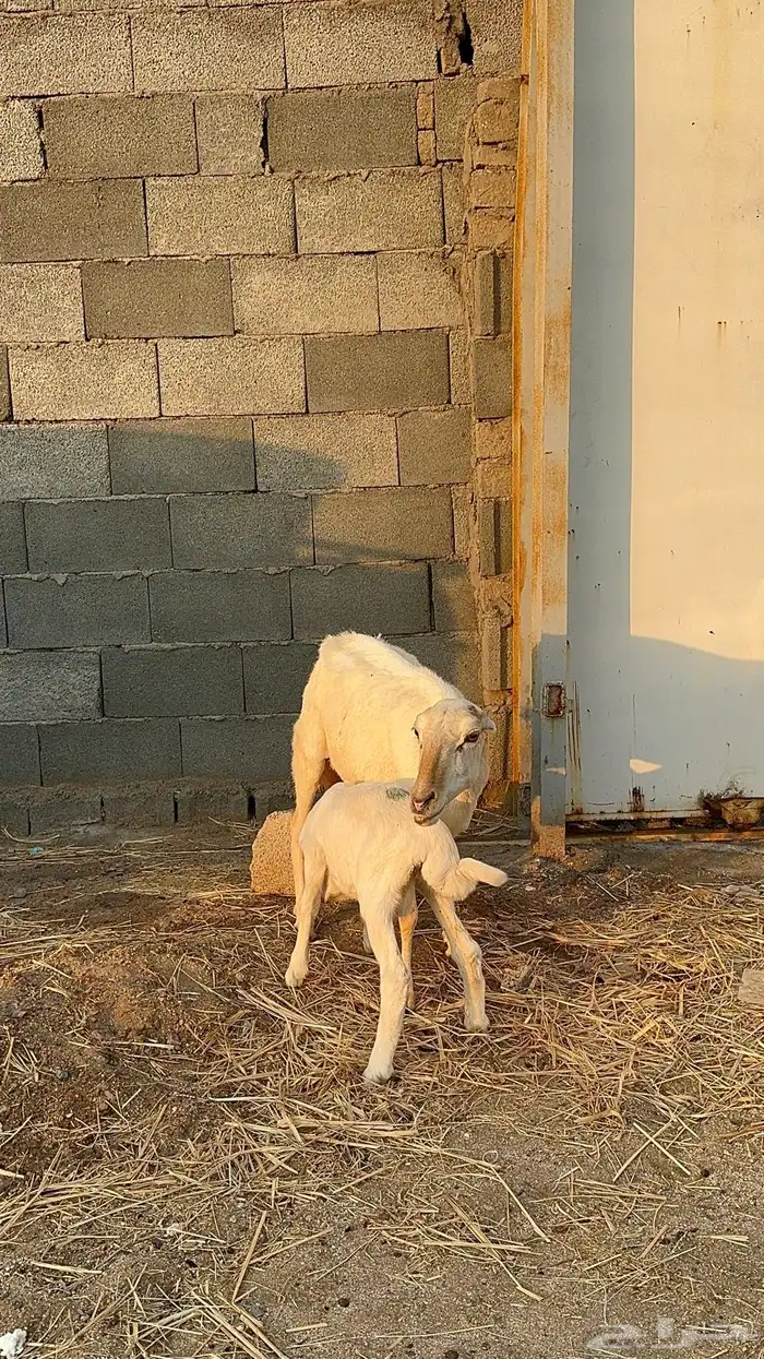 نعجة رفيدية تحتها طلي 6