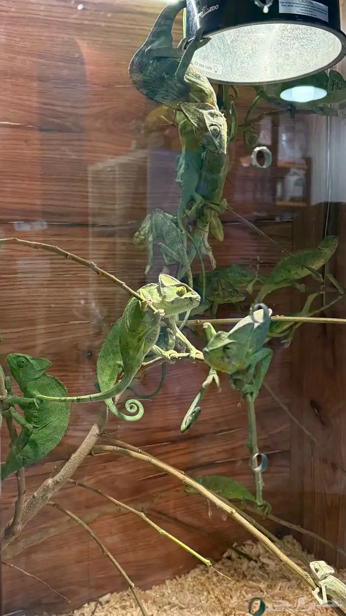 حرباء كاميليون 7