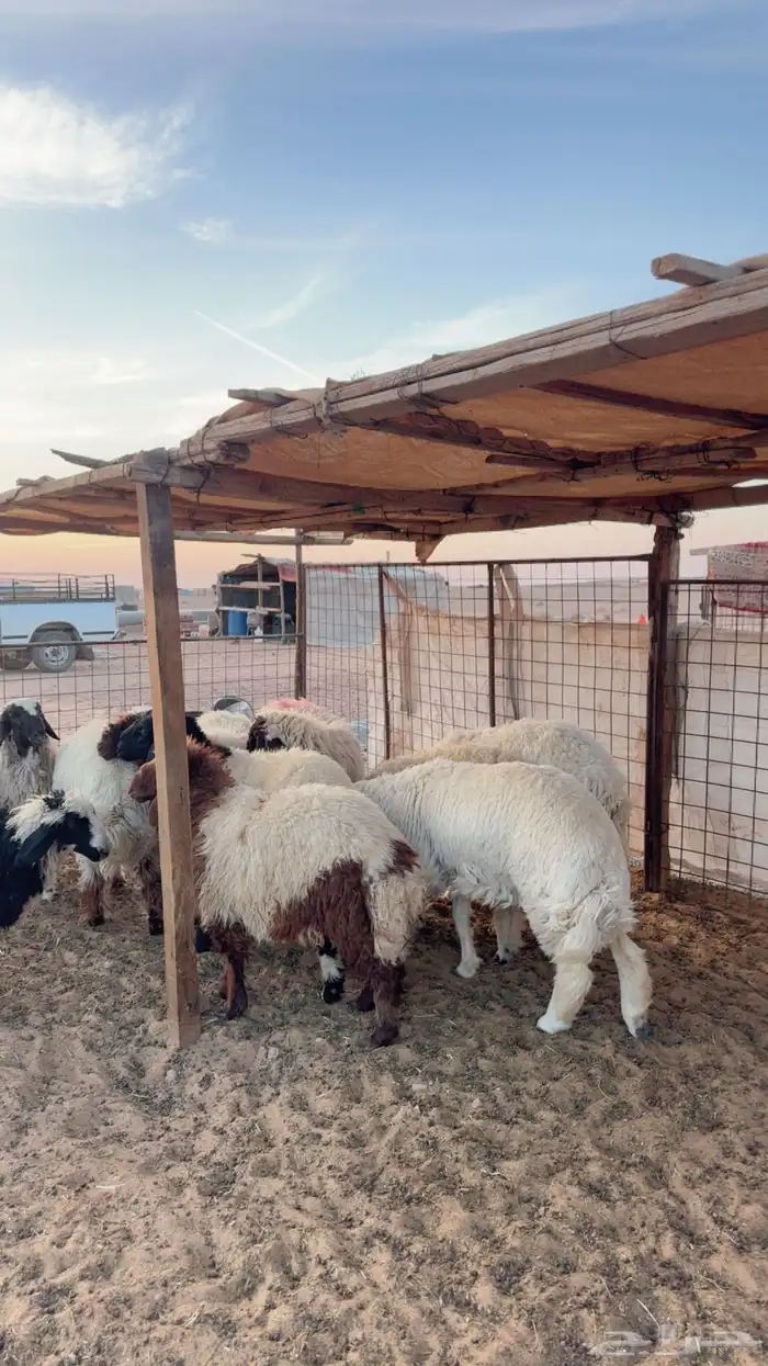 ذبايح نعيم وحري ونجد يوجد تمارا وتابي ( بريدة) 5