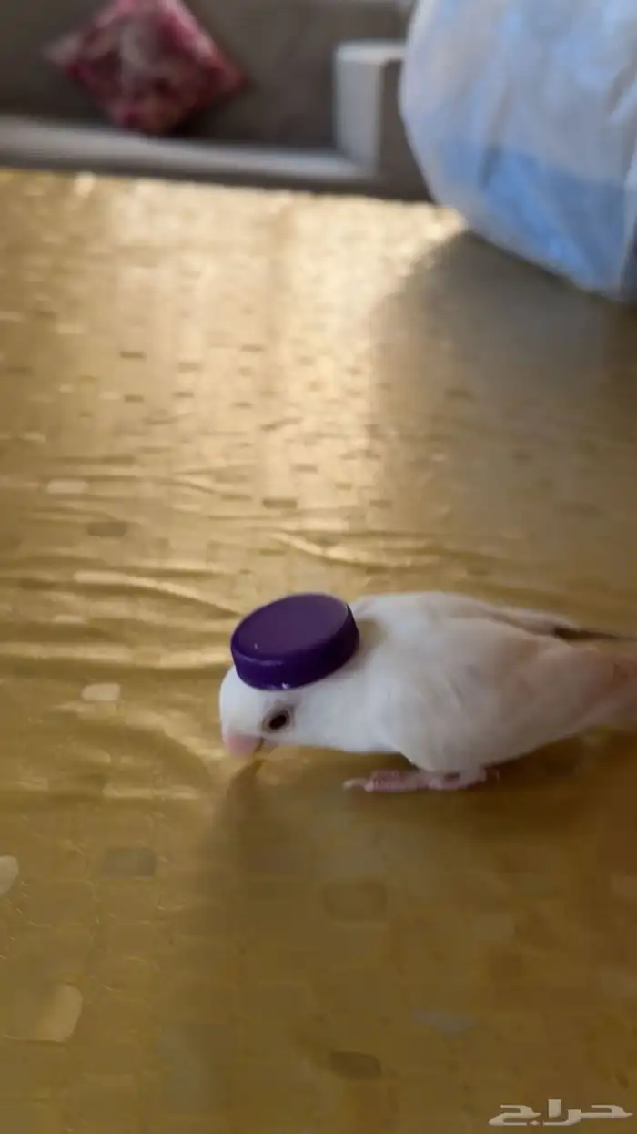 روز البينو 1