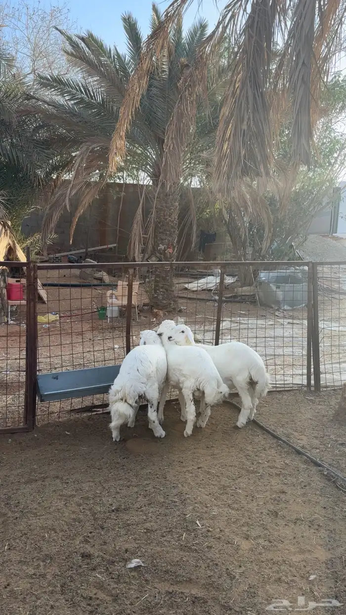 3 طليان طيبه فل شحم 2