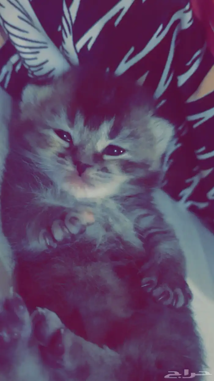 سكوتش فولد جمالو 5