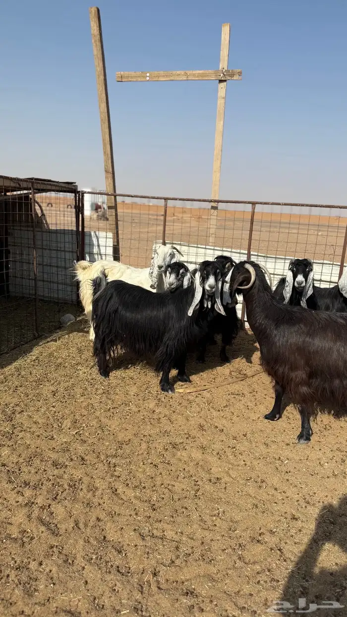 معزاء دفيع 0