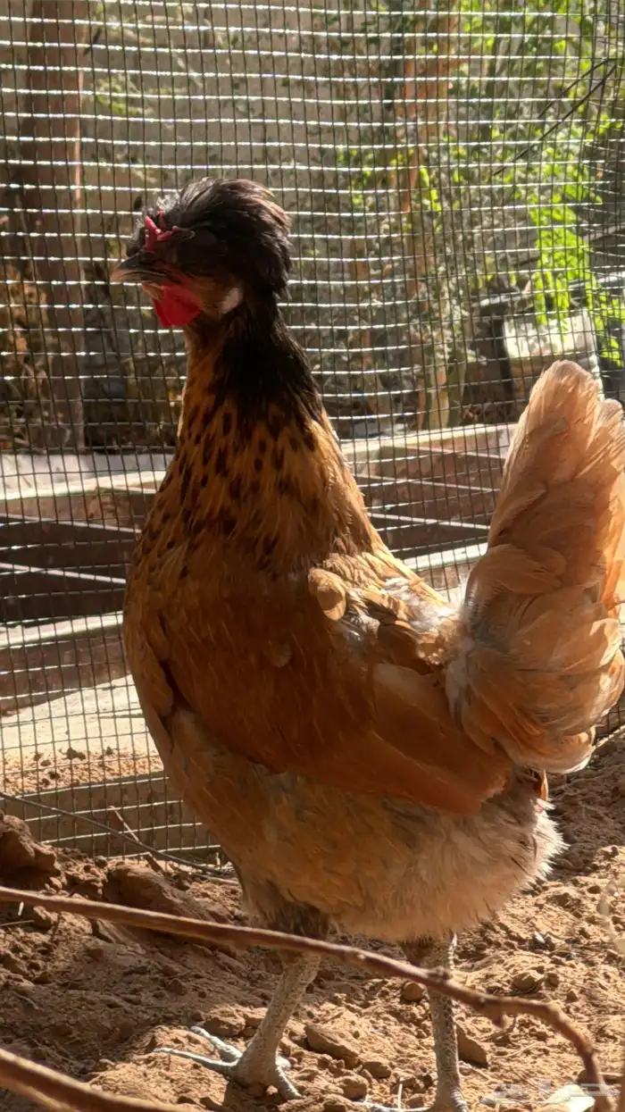 دجاج طقم زينه كشه بولش 0