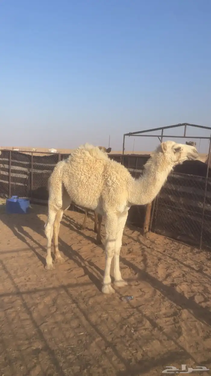 حاشي للبيع 1