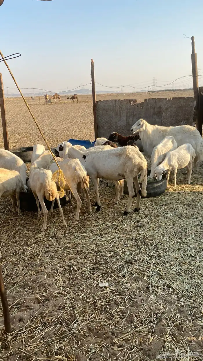 غنم رفيدي 1