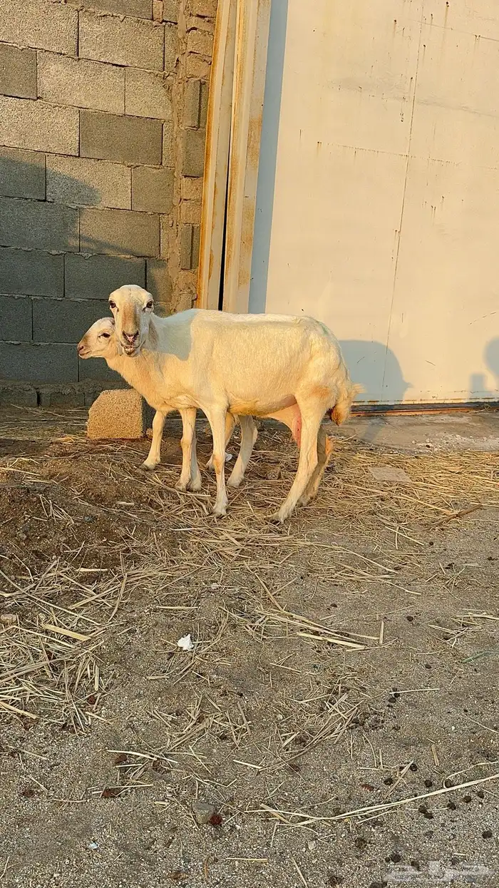 نعجة رفيدية تحتها طلي 0