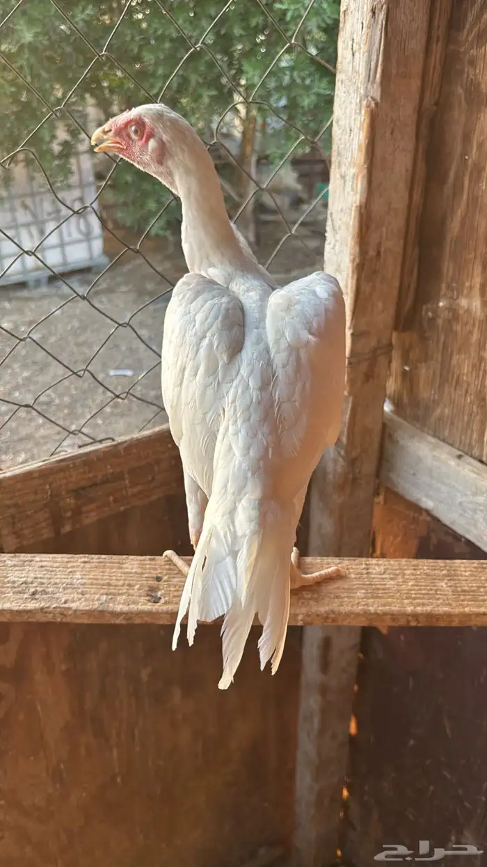 دجاجة باكستانية سندي 1