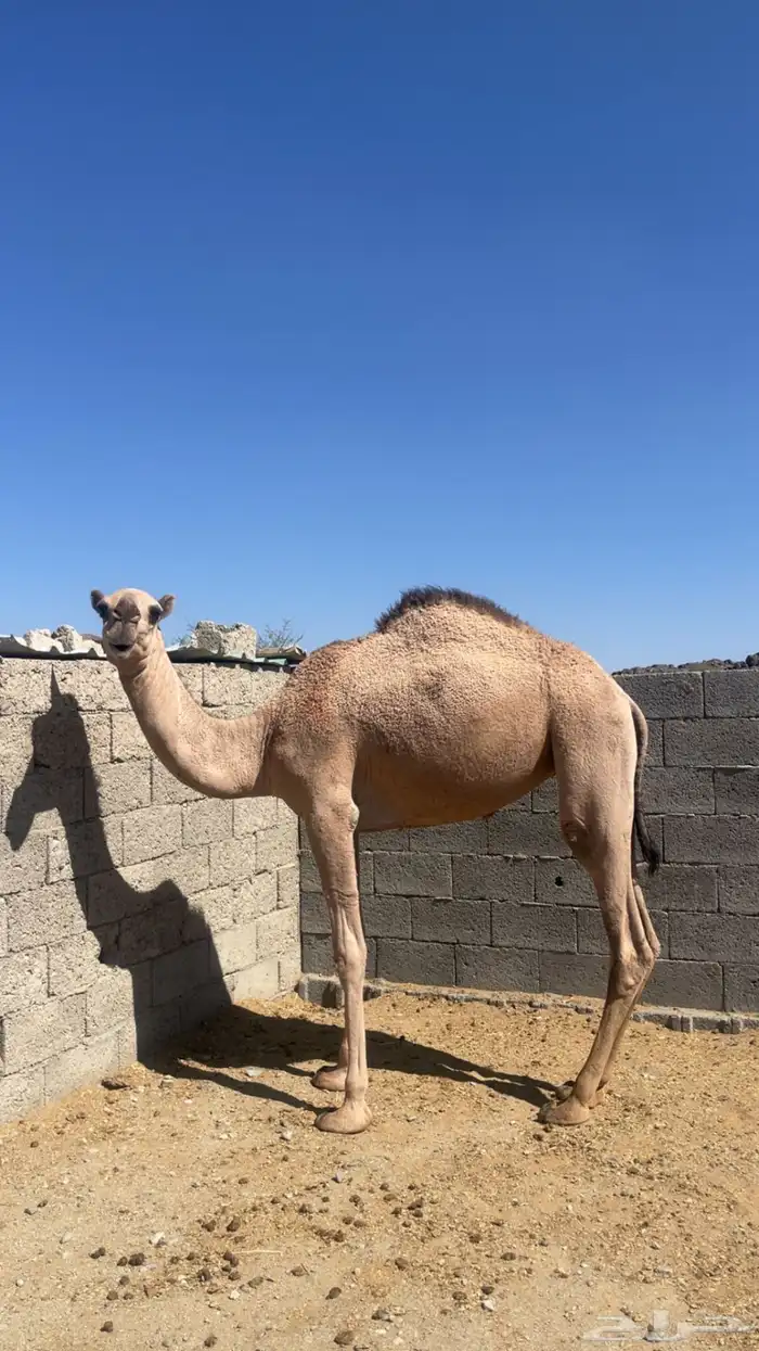 بكره برية للبيع 3