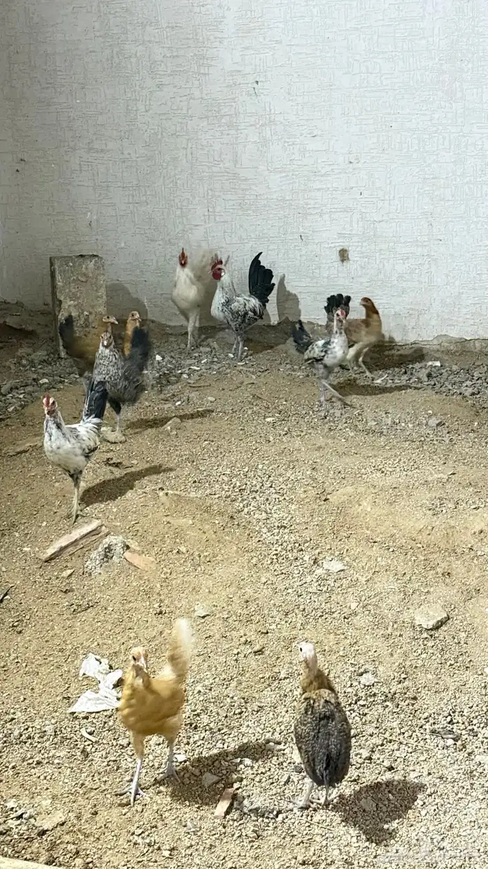 دجاج للبيع 6