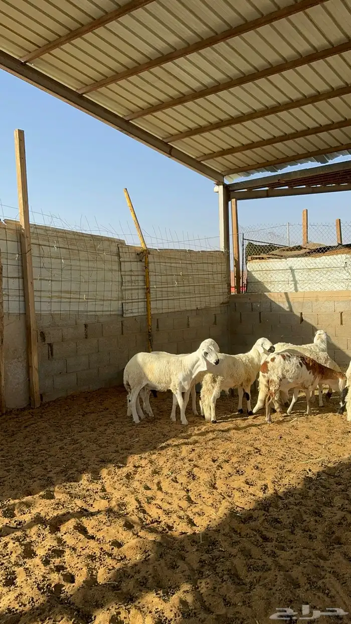 سواكن مرابي 5