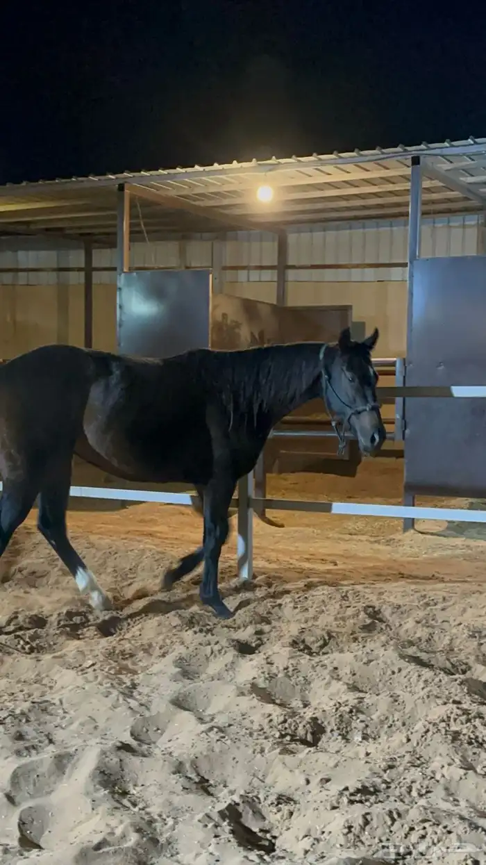 فرس انقليزية 5