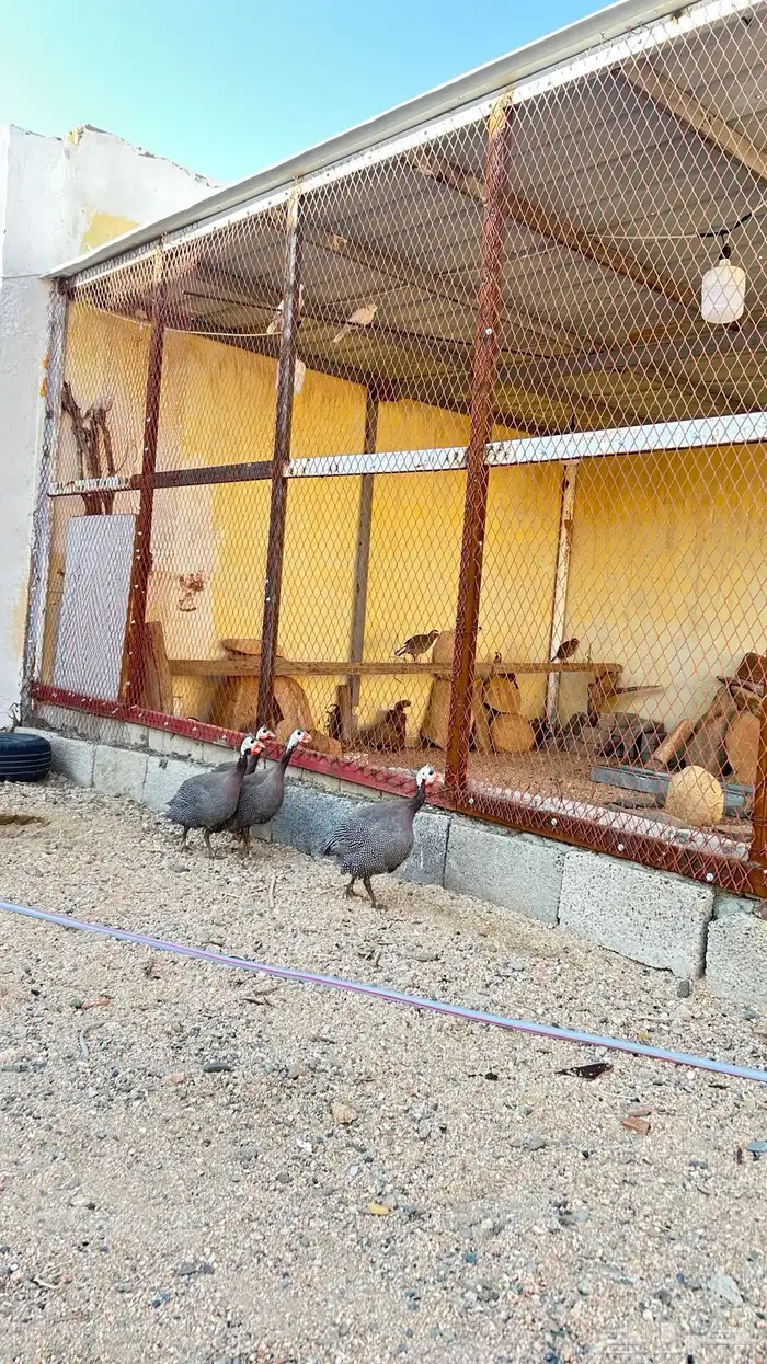 دجاج حبشي العدد اربع ذكر وثلاث اناثي اسعر على اسوم 1