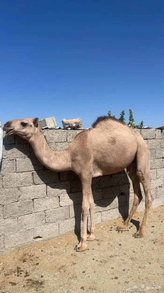 بكره برية للبيع 0