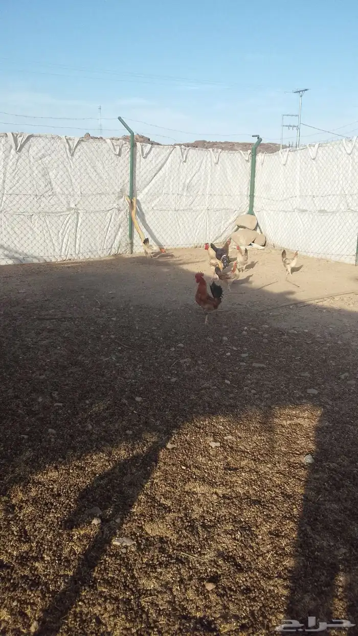 دجاج عربي اصيل 3