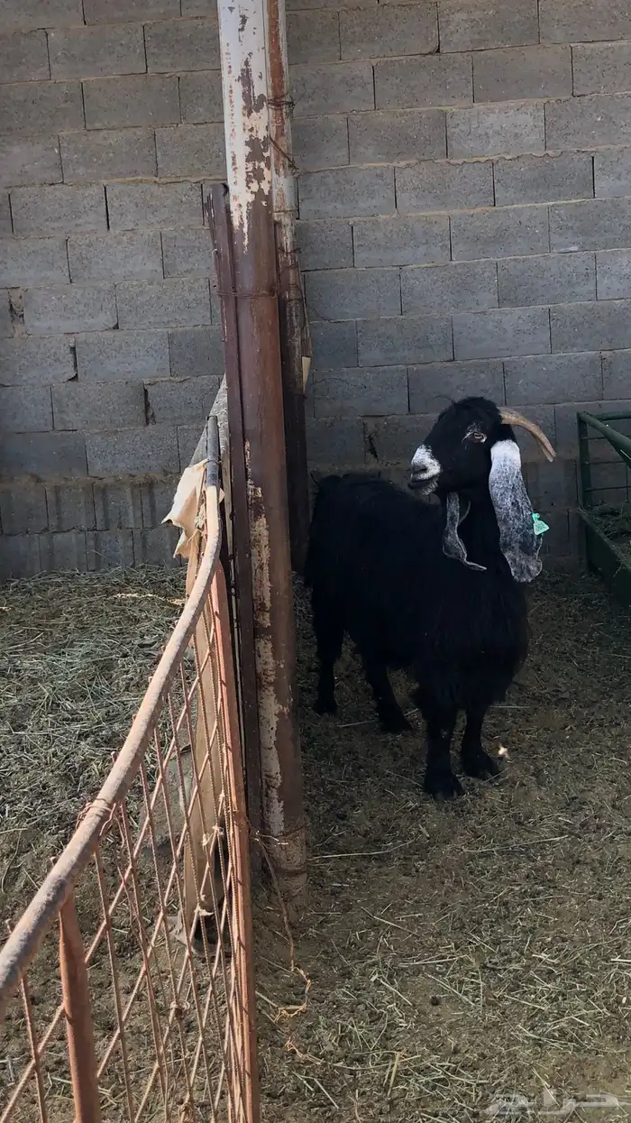 معزاء دفيع مضاريع ثلاث شهور العدد 2 1