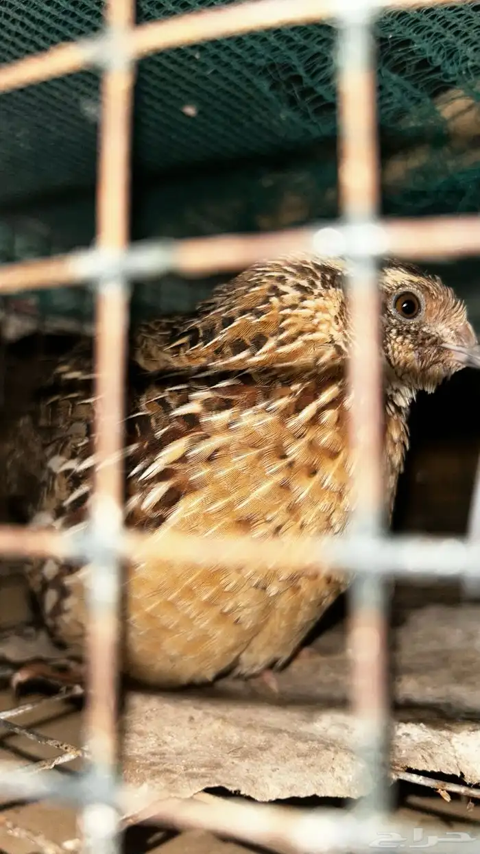 مريعي للبيع فري 4