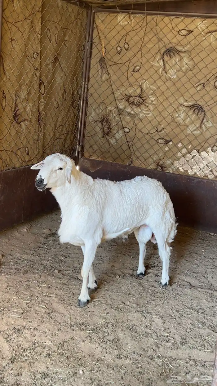 خروف فحل صنف 0
