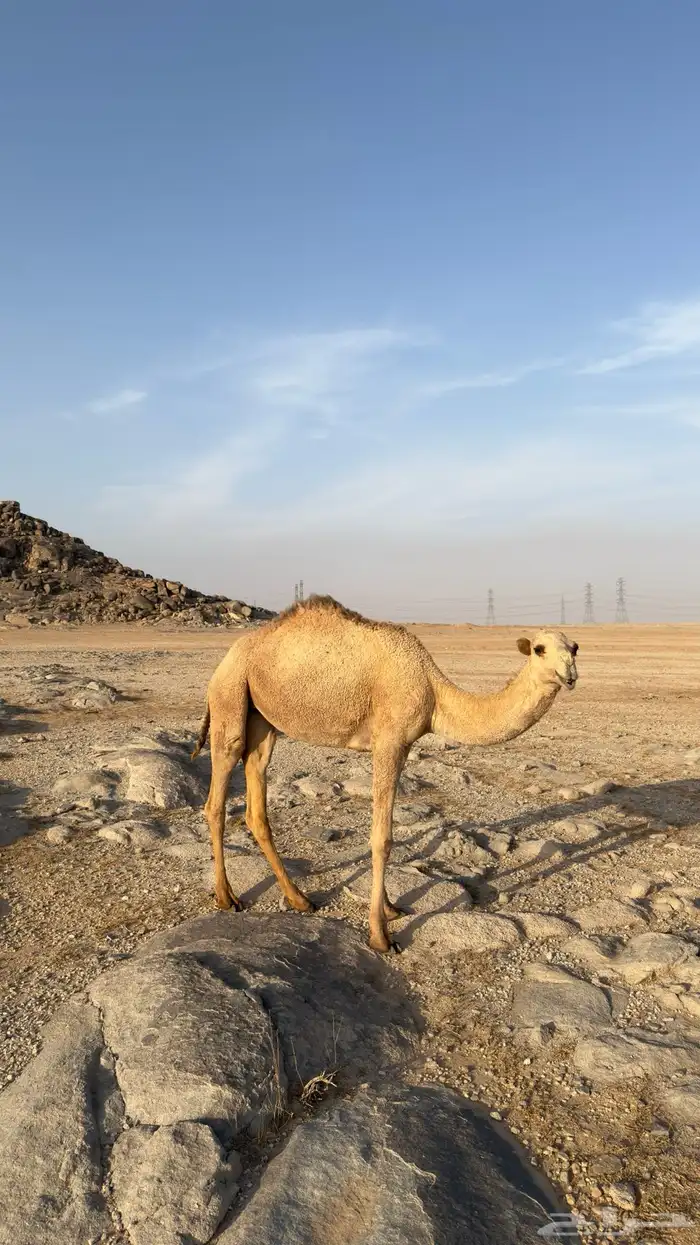 بكره مفروده للبيع الرقم 0