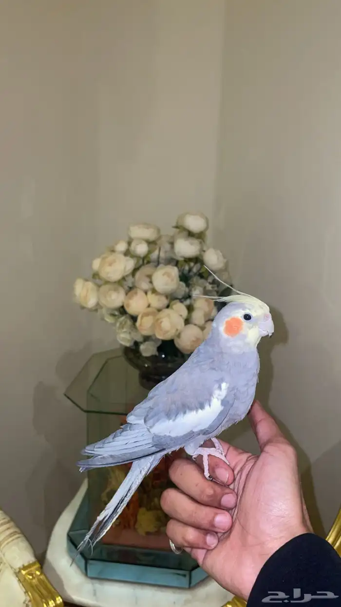 كروان (( تم البيع )) VIP 3