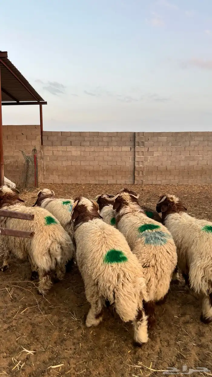 خرفان نعيمي 5