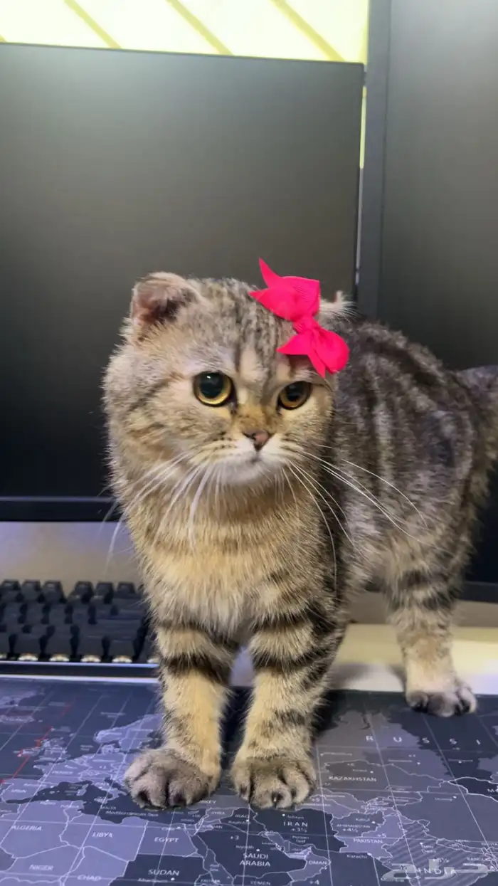 قطة للتبني سكوتش 1