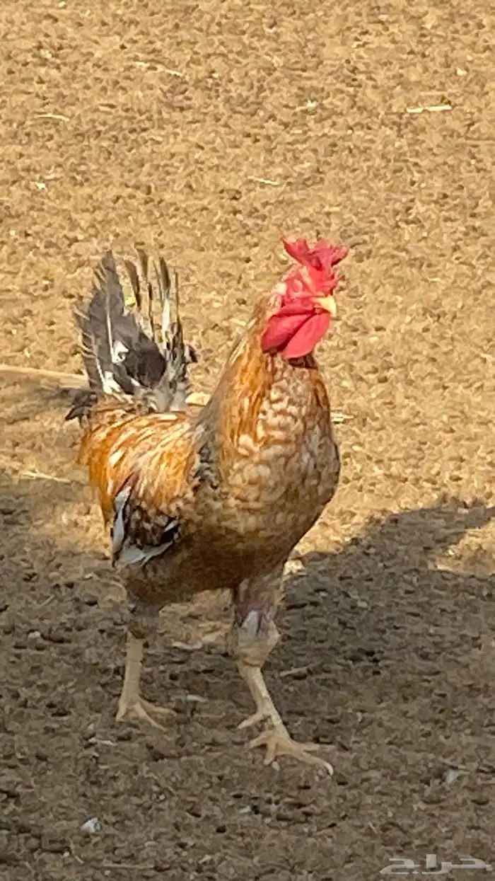 دجاج بلدي ومشكل بياض ع الشرط 6