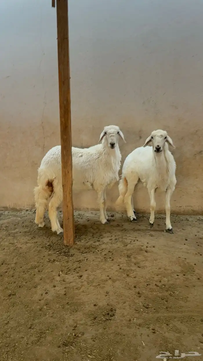 2 رخال حري عمارها فوق 6 اشهر 1