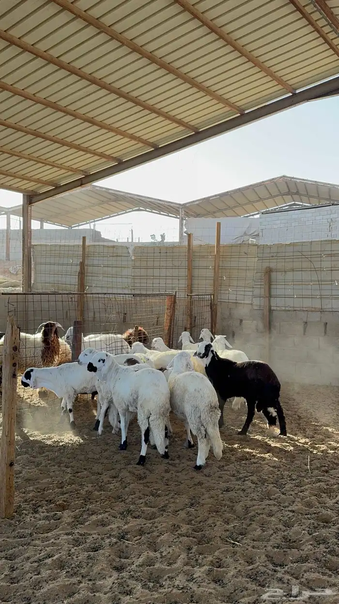 سواكن مرابي 3