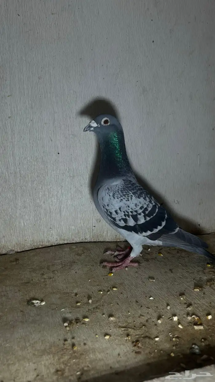 حمام زاجل احفاد ابطال 0