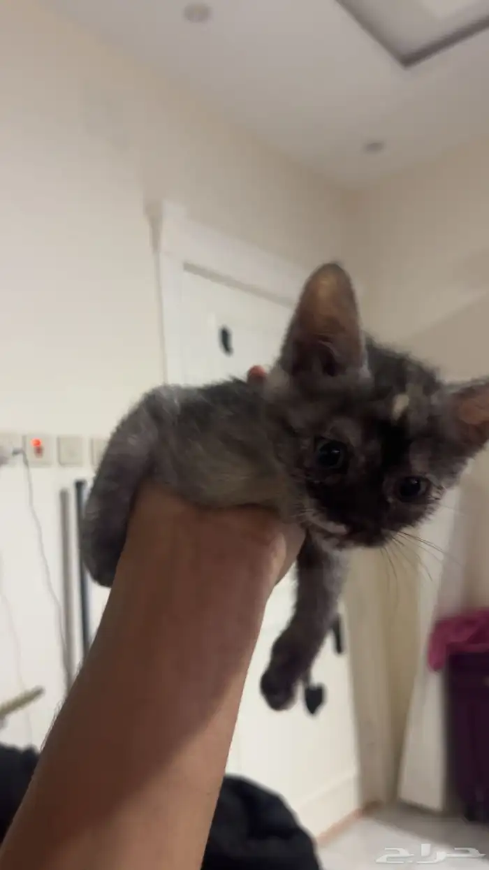 بسه للتبني 0