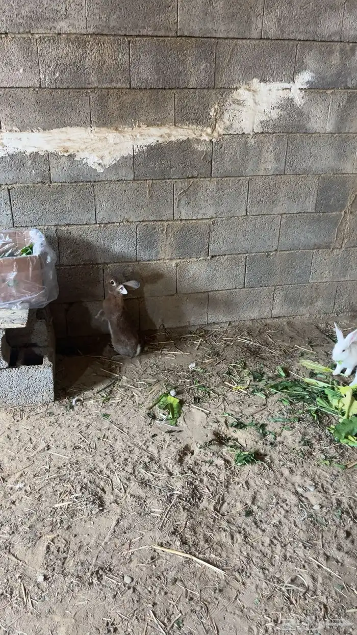 ارانب للبيع 9