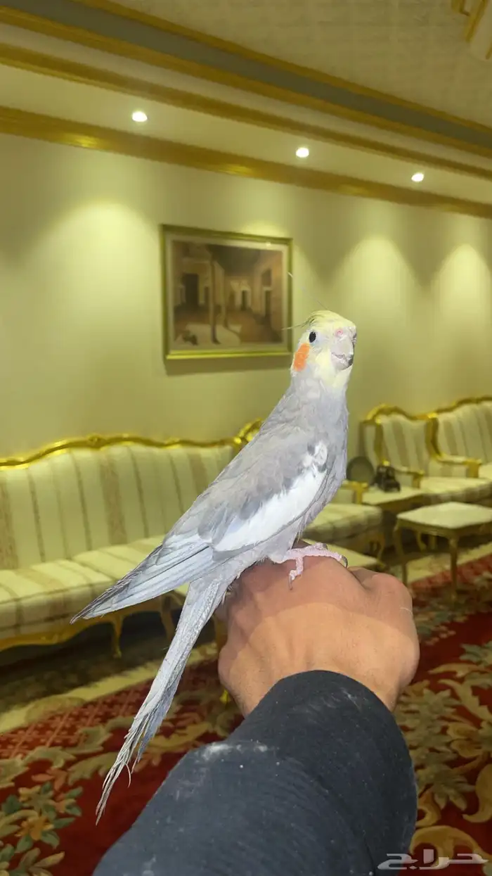 كروان (( تم البيع )) VIP 4