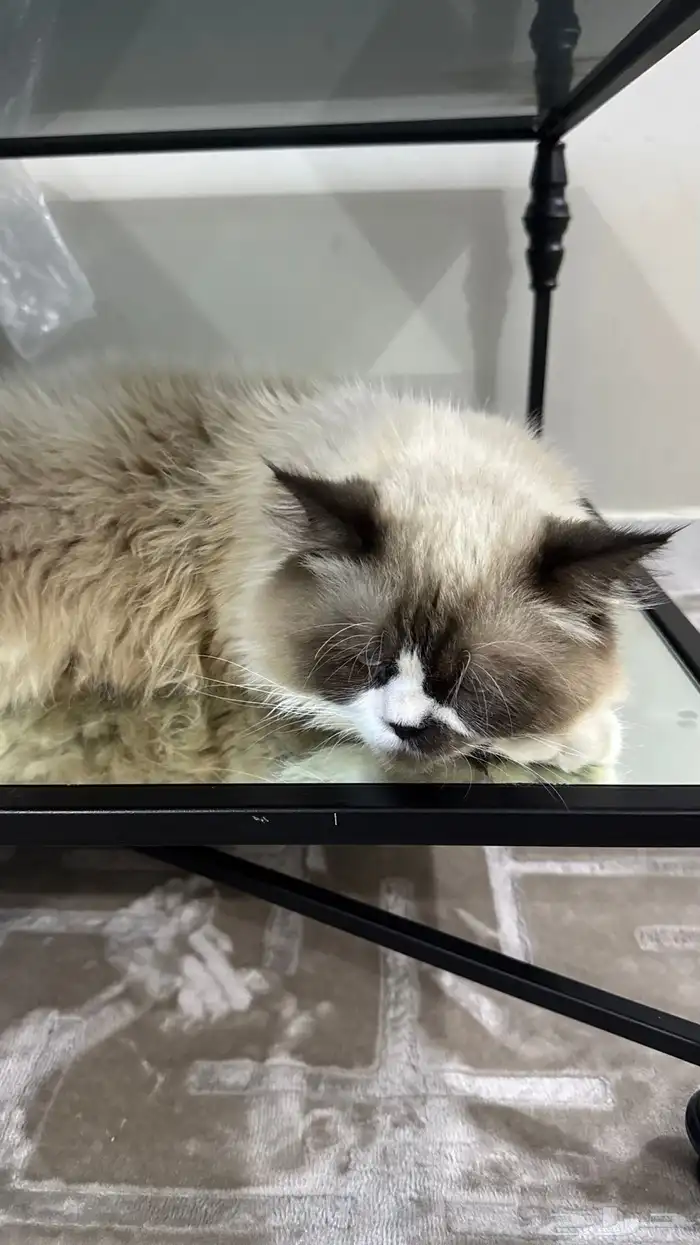 ذكر همالايا 2